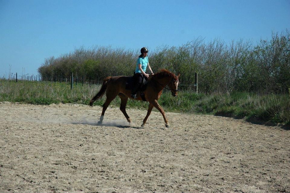 Dansk Varmblod Thybo´s Ramona billede 4