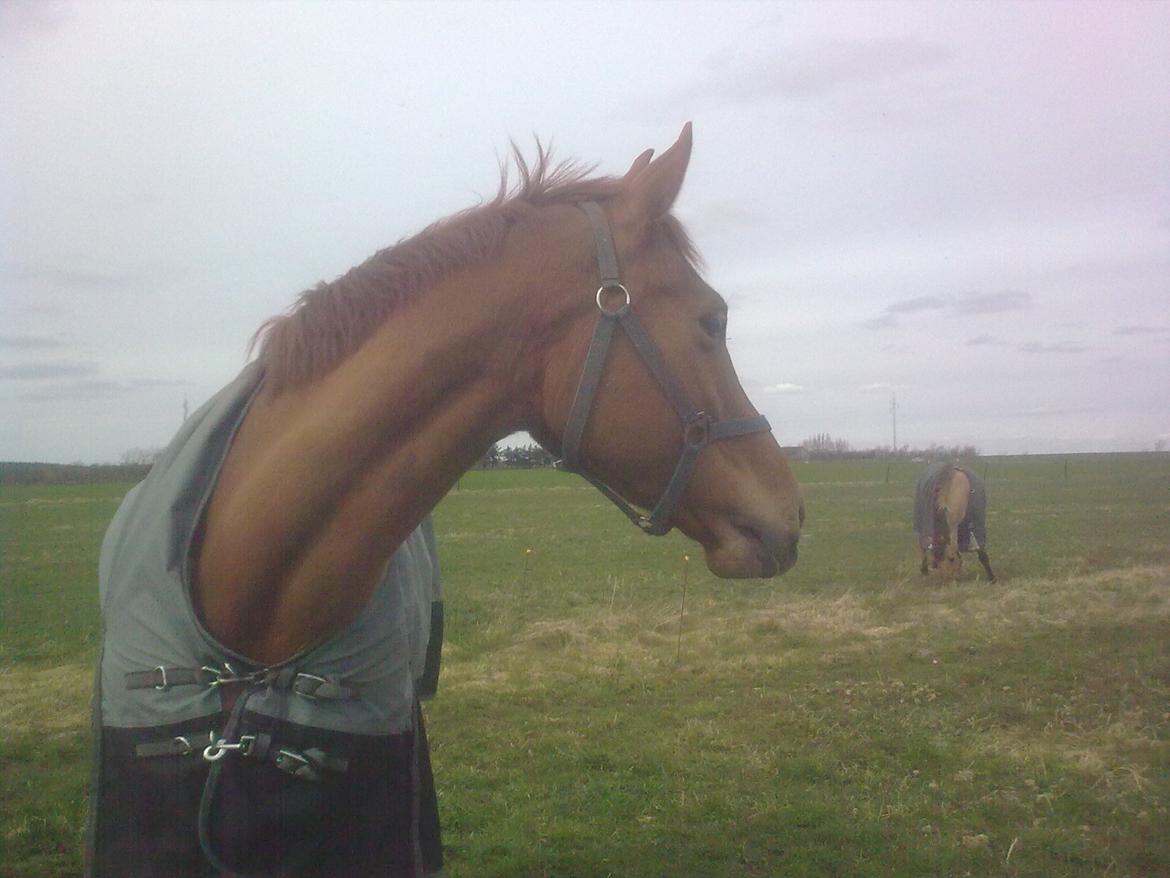 Dansk Varmblod Thybo´s Ramona billede 5