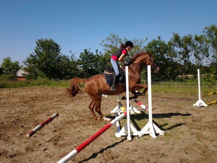 Dansk Varmblod Thybo´s Ramona billede 6