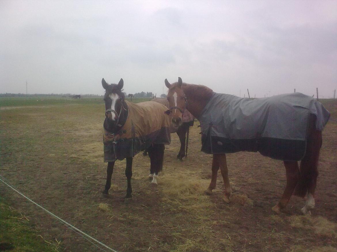 Dansk Varmblod Thybo´s Ramona billede 7