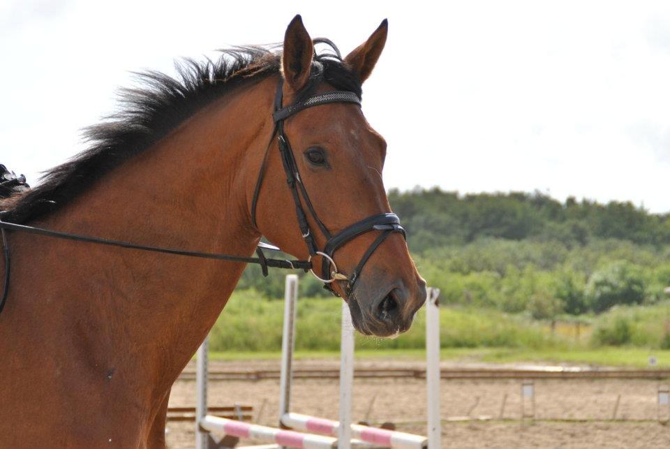 Dansk Varmblod - Lacoste [HIMMEL HEST] - 1) billede 1