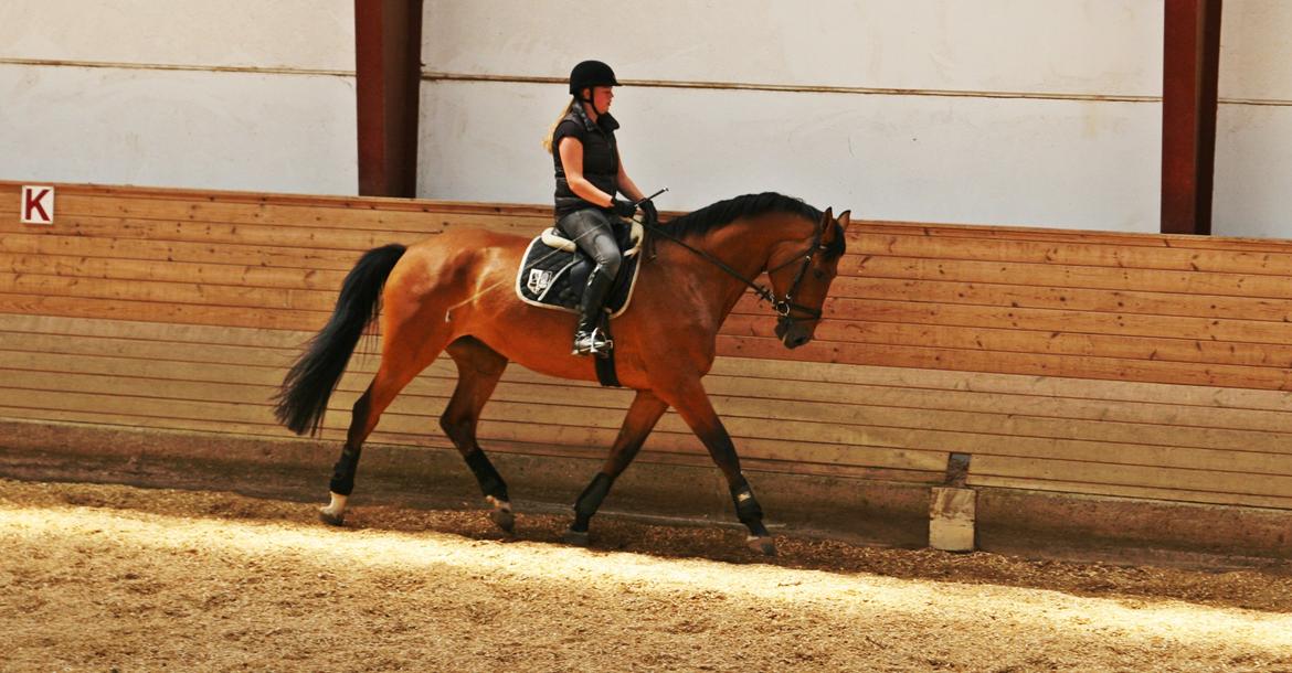 Dansk Varmblod - Lacoste [HIMMEL HEST] - 5) billede 5