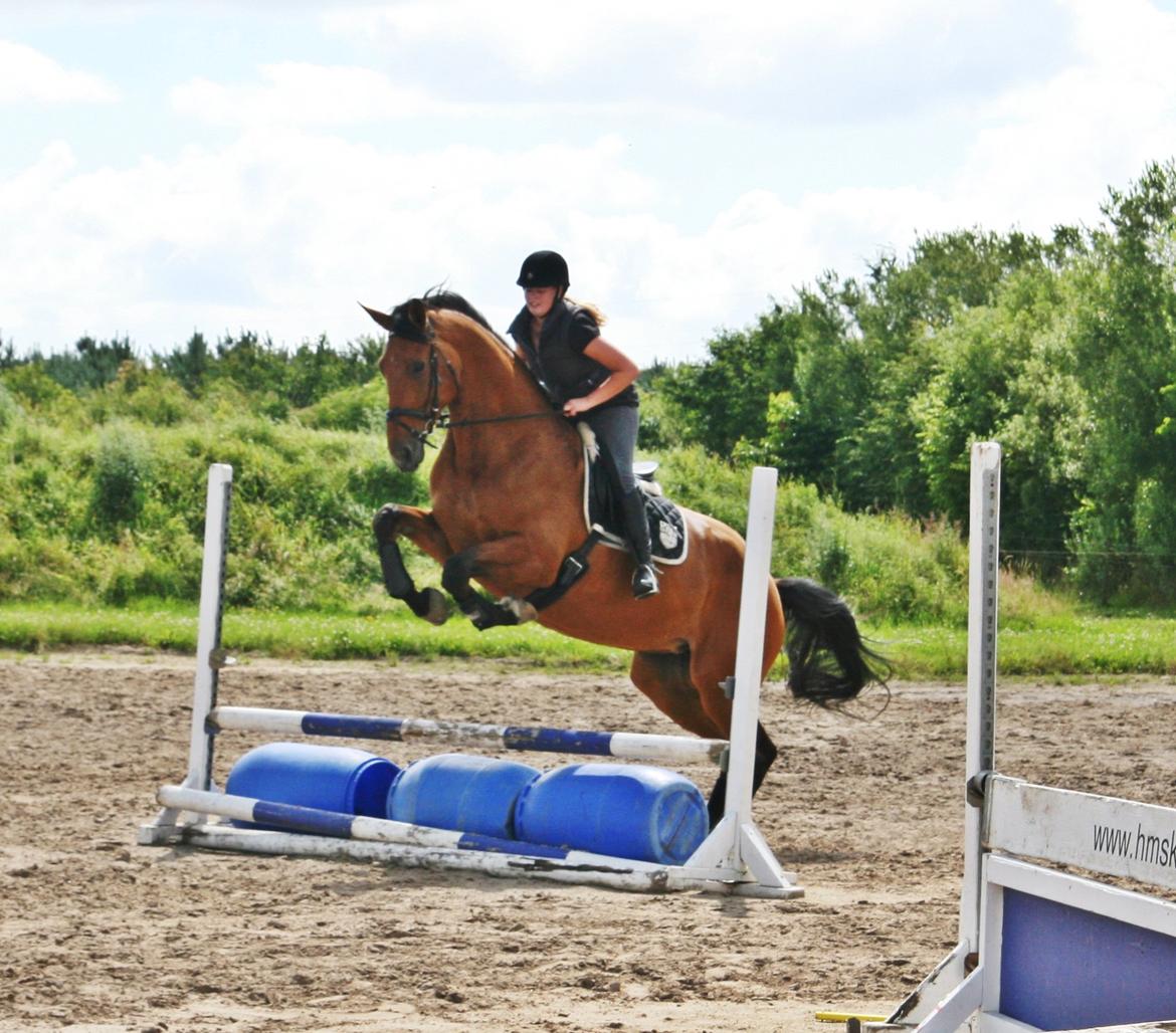 Dansk Varmblod - Lacoste [HIMMEL HEST] - 10) billede 10