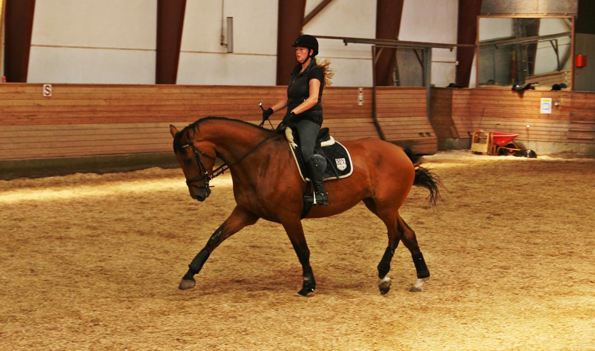 Dansk Varmblod - Lacoste [HIMMEL HEST] - 16) billede 16