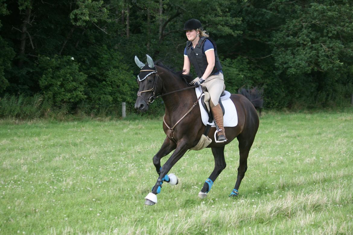 Trakehner Kayla Dyrhave - 4 år og sej til at give den gas på græsmarken billede 8