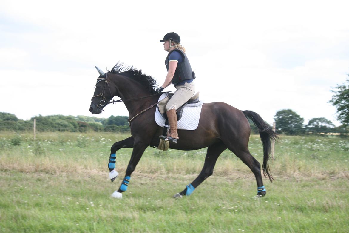 Trakehner Kayla Dyrhave - Juli 2012 billede 9