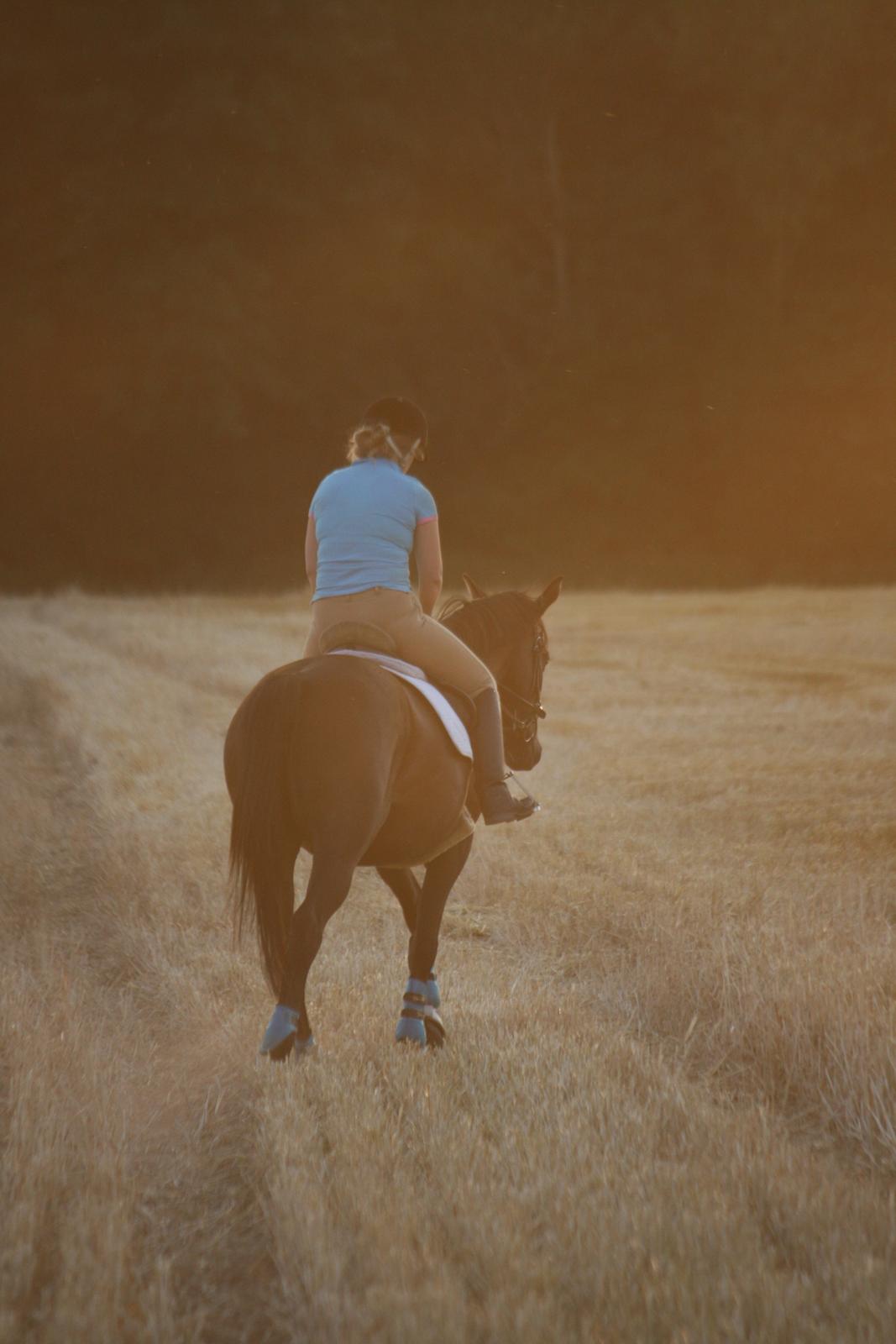 Trakehner Kayla Dyrhave - juli 2012 billede 11