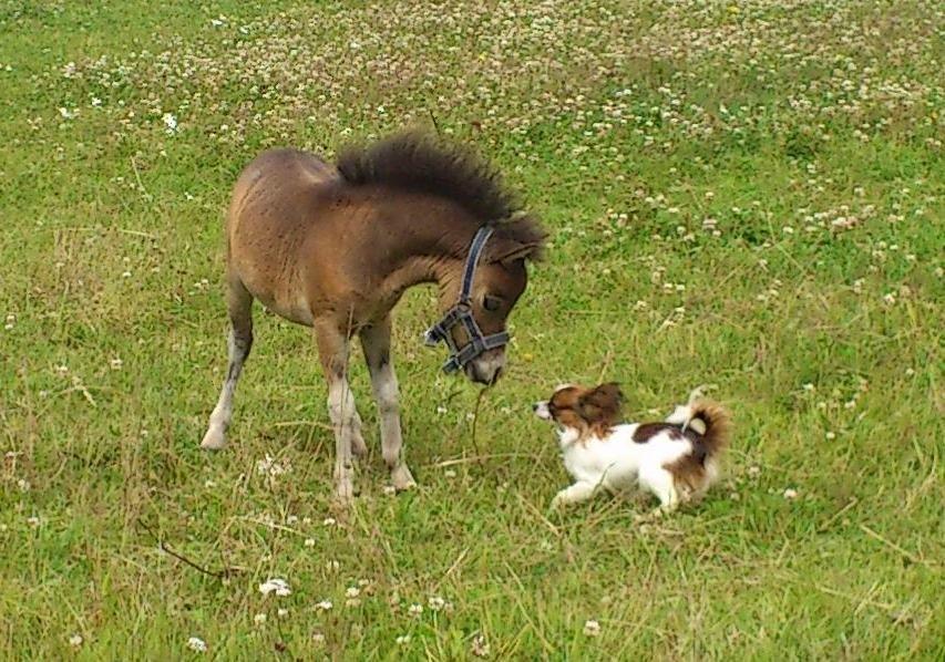 Belgisk Miniature Høgilds Kalua - Kalua og Molly leger :) 22. Juli 2012 billede 2