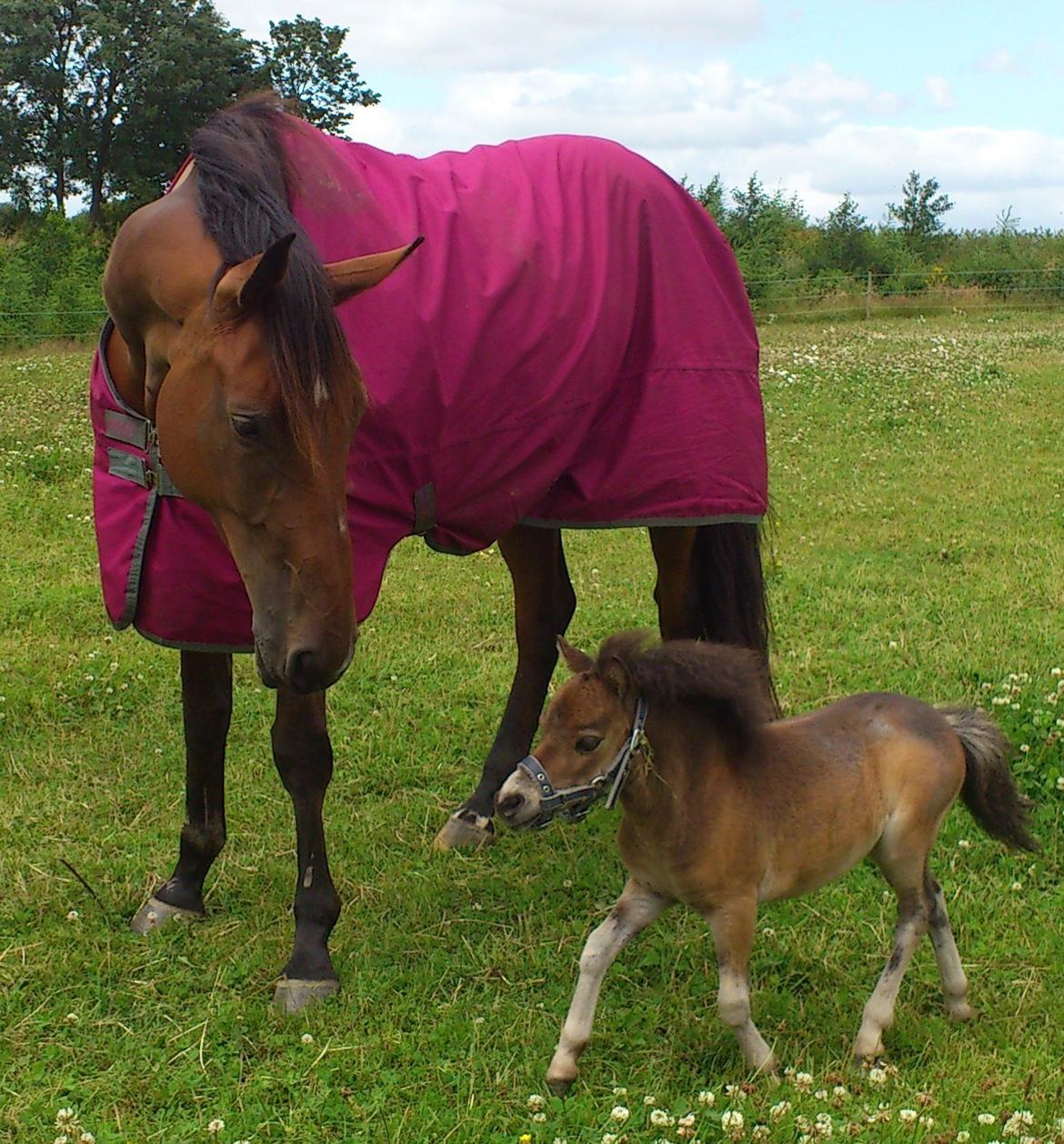 Belgisk Miniature Høgilds Kalua - Ponjaei min store DV og lille Kalua er nu rigtig fine venner :D dejligt! 18. Juli 2012 billede 10