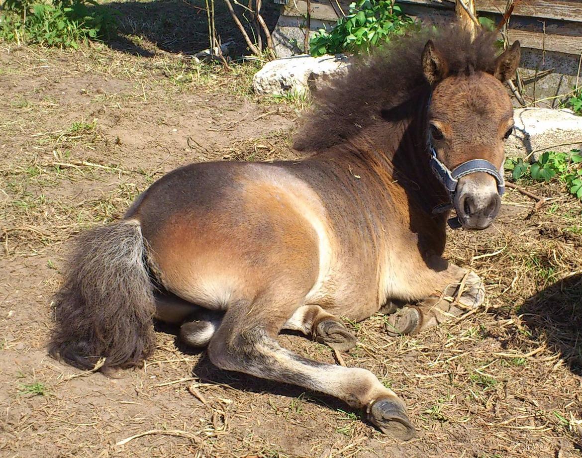 Belgisk Miniature Høgilds Kalua - Kalua nyder sommer varmen! 24 Juli 2012 billede 16
