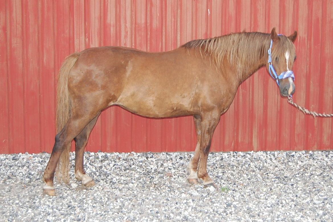 Welsh Pony (sec B) Keilkær Zerlina R.I.P. - 24 juli 2012 billede 34