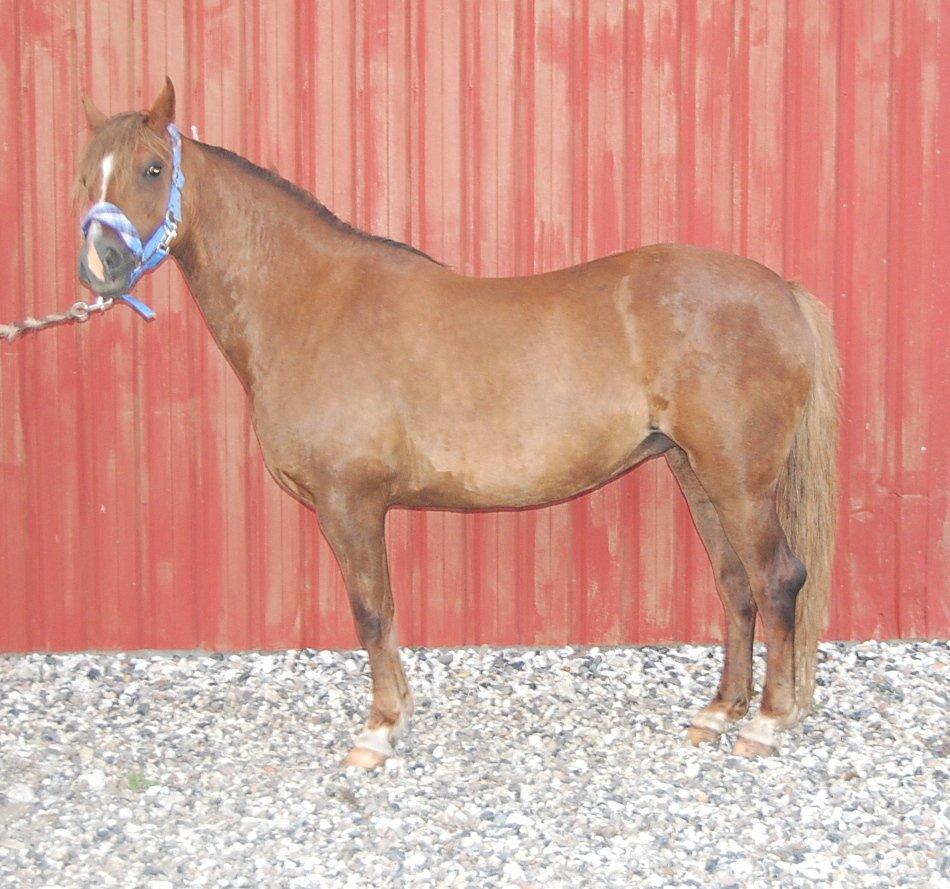 Welsh Pony (sec B) Keilkær Zerlina R.I.P. - 24 juli 2012 billede 33