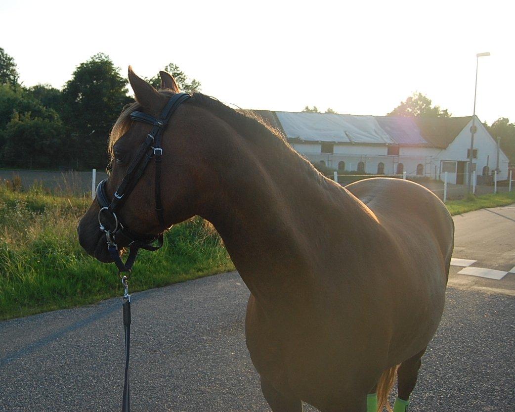Welsh Pony (sec B) Keilkær Zerlina R.I.P. - 25 juli 2012 billede 29