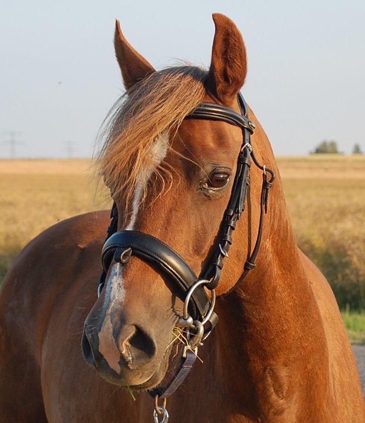 Welsh Pony (sec B) Keilkær Zerlina R.I.P. - 25 juli 2012 billede 26