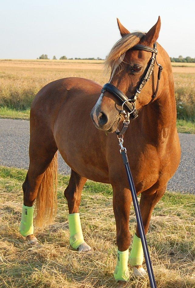 Welsh Pony (sec B) Keilkær Zerlina R.I.P. - 25 juli 2012 billede 27