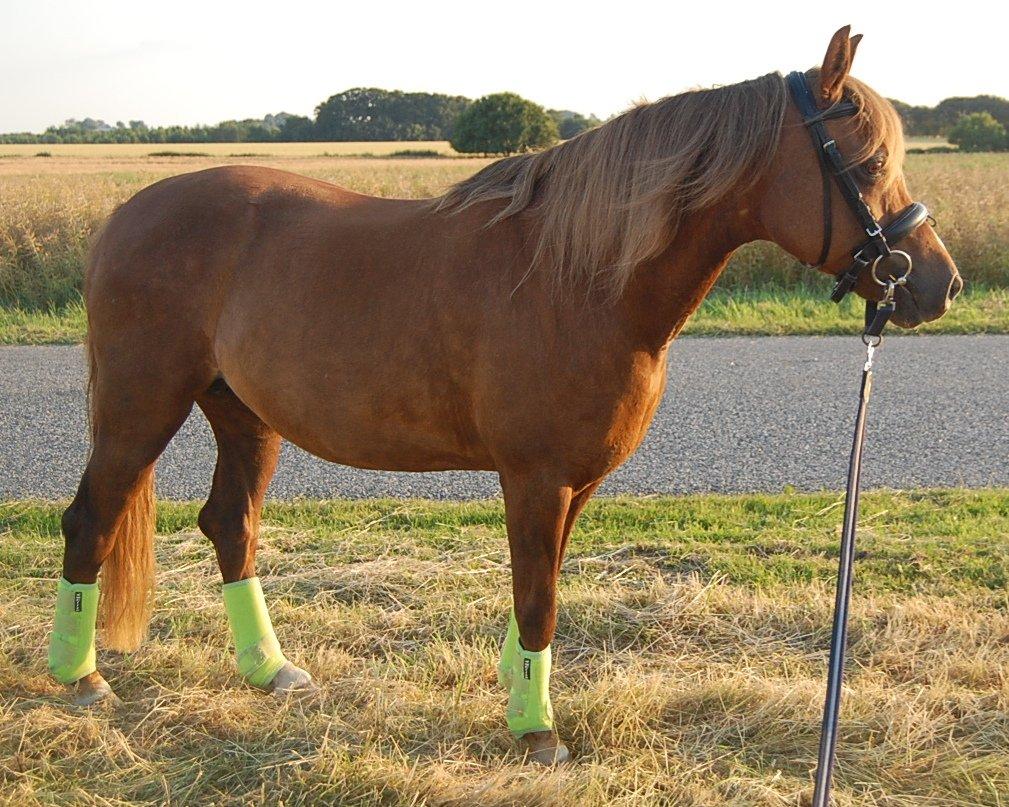 Welsh Pony (sec B) Keilkær Zerlina R.I.P. - 25 juli 2012 billede 28