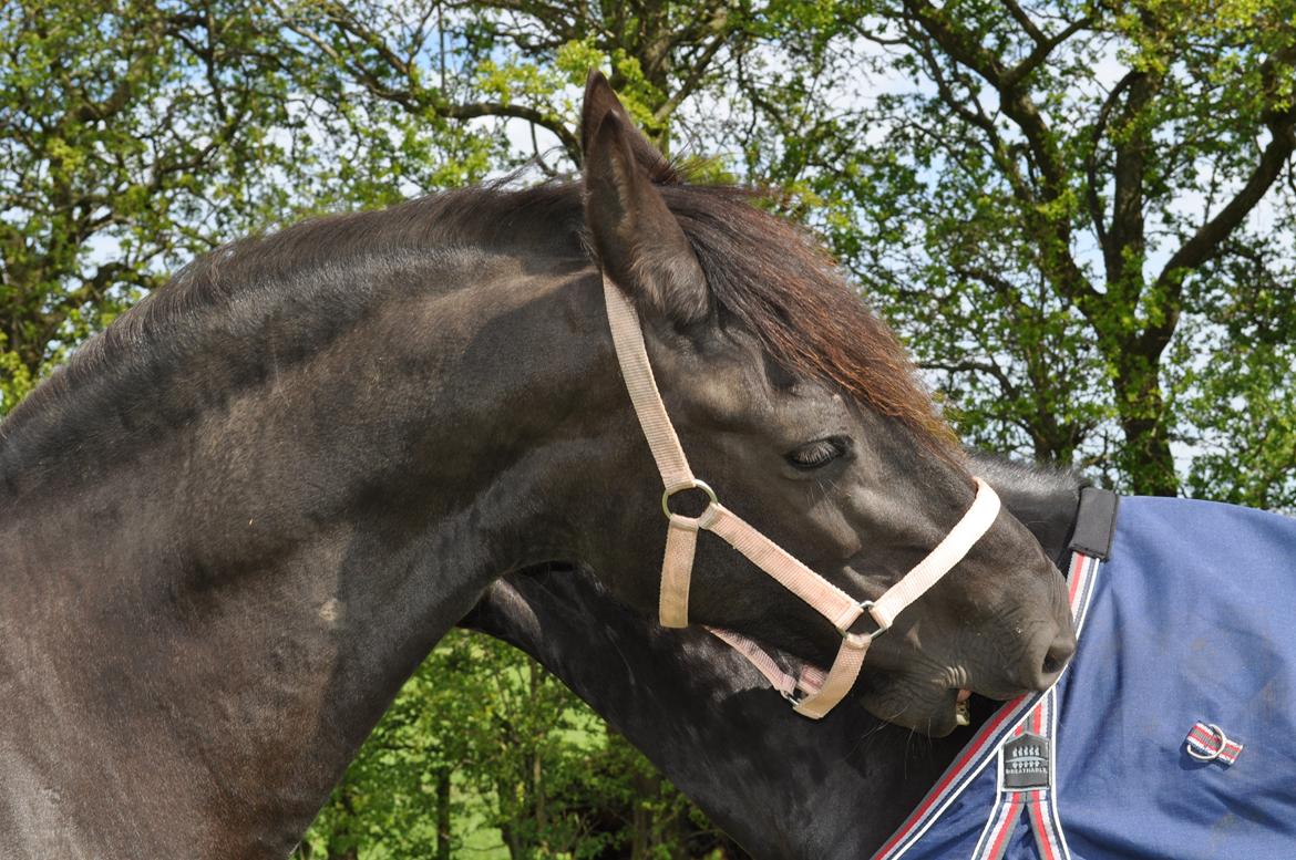 Frieser AKKE FAN DE SLACHTEDYK (Red og passede) - Det var så min hjælpende hånd til starten på et tæt venskab :) Monse nyder Akkes selskab, og det var så småt ved at blive gengældt her ;) billede 11
