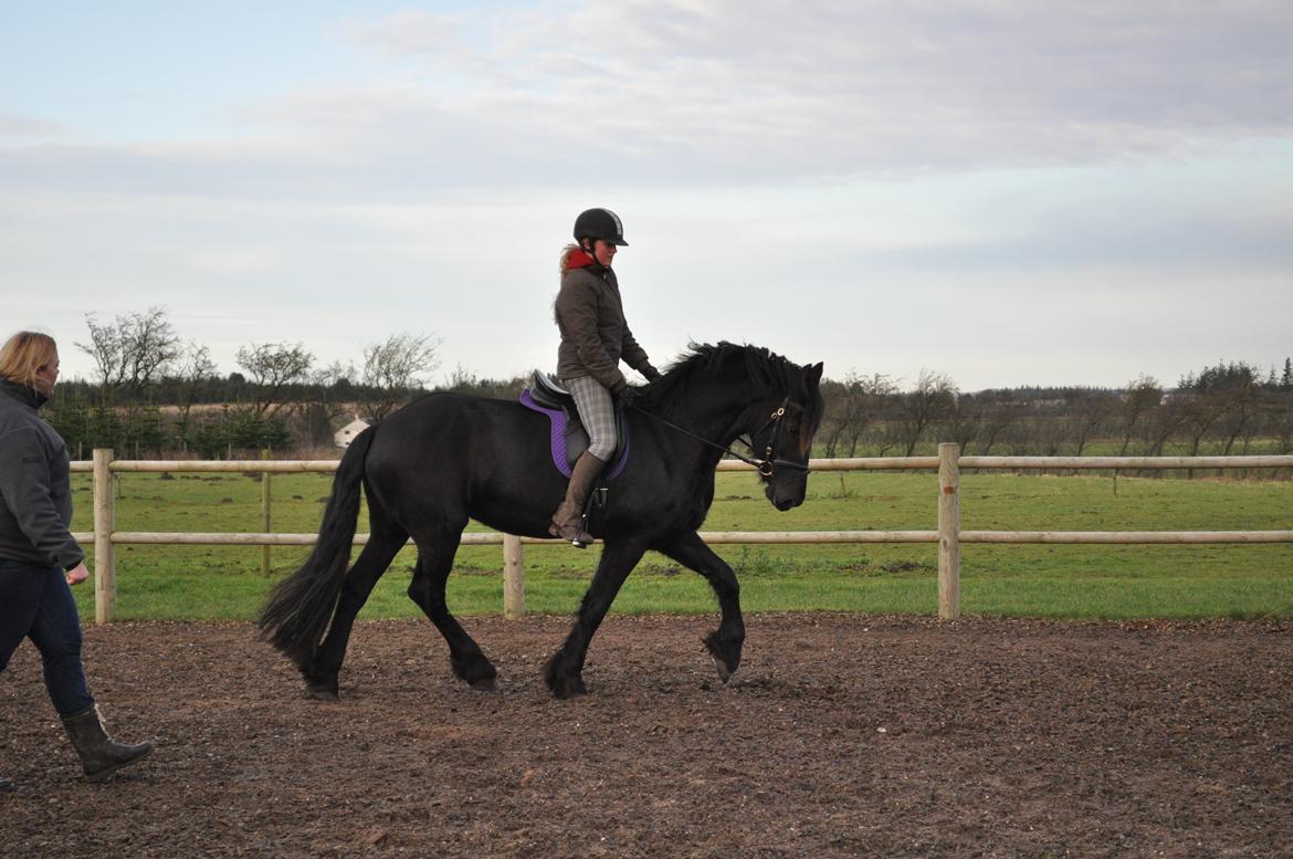 Frieser AKKE FAN DE SLACHTEDYK (Red og passede) - Første gang jeg red hende. Sidst i december 2011. billede 10
