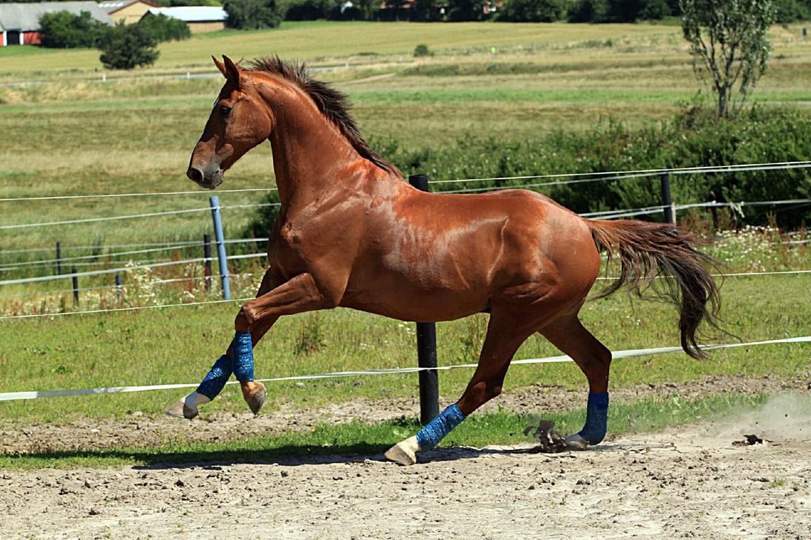 Dansk Varmblod Saxo - En glad dreng på jordfolden :) D. 27/7-12 Foto: Mig billede 44