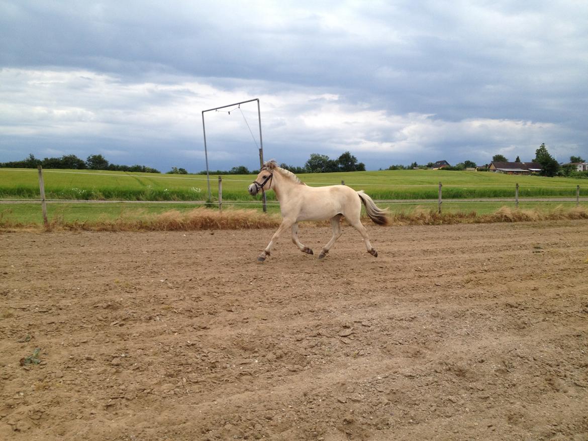 Fjordhest Kragshøjs Ladonia R.I.P billede 18