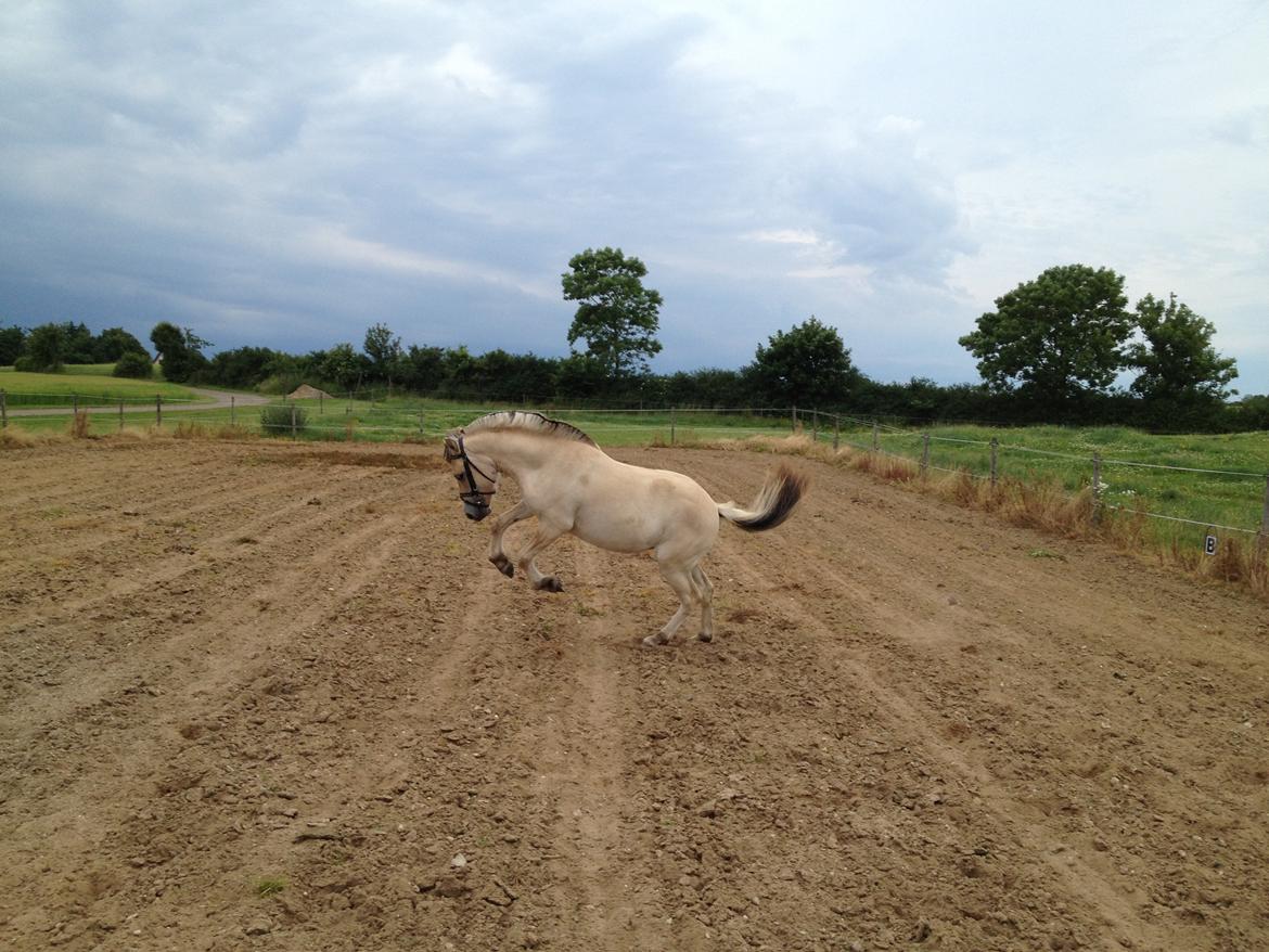 Fjordhest Kragshøjs Ladonia R.I.P billede 19