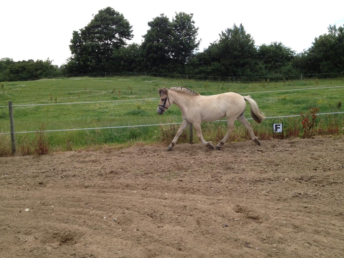 Fjordhest Kragshøjs Ladonia R.I.P billede 20