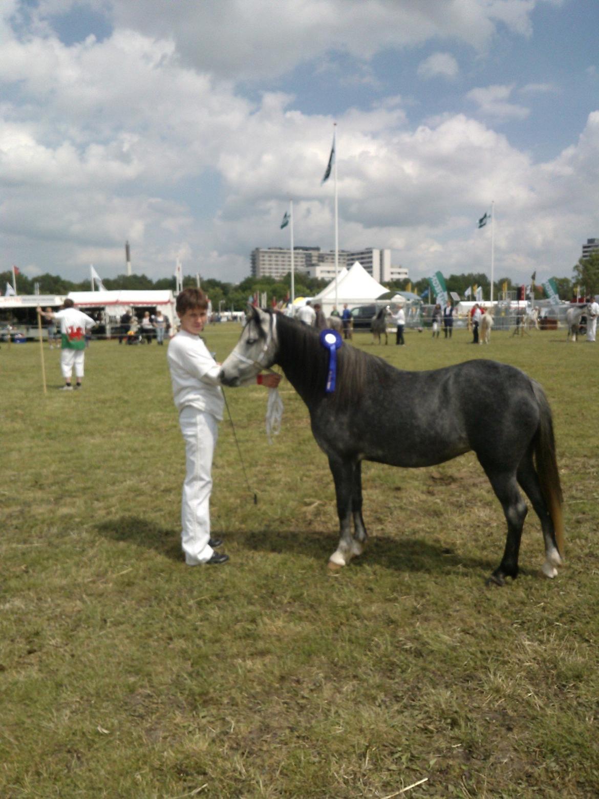 Welsh Mountain (sec A) Teglgårdens Azurra - Azurra på fynske dyrskue 2012. Med 23 point. billede 19