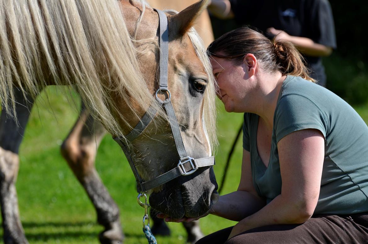 Haflinger Vinnie Dalsgaard billede 20