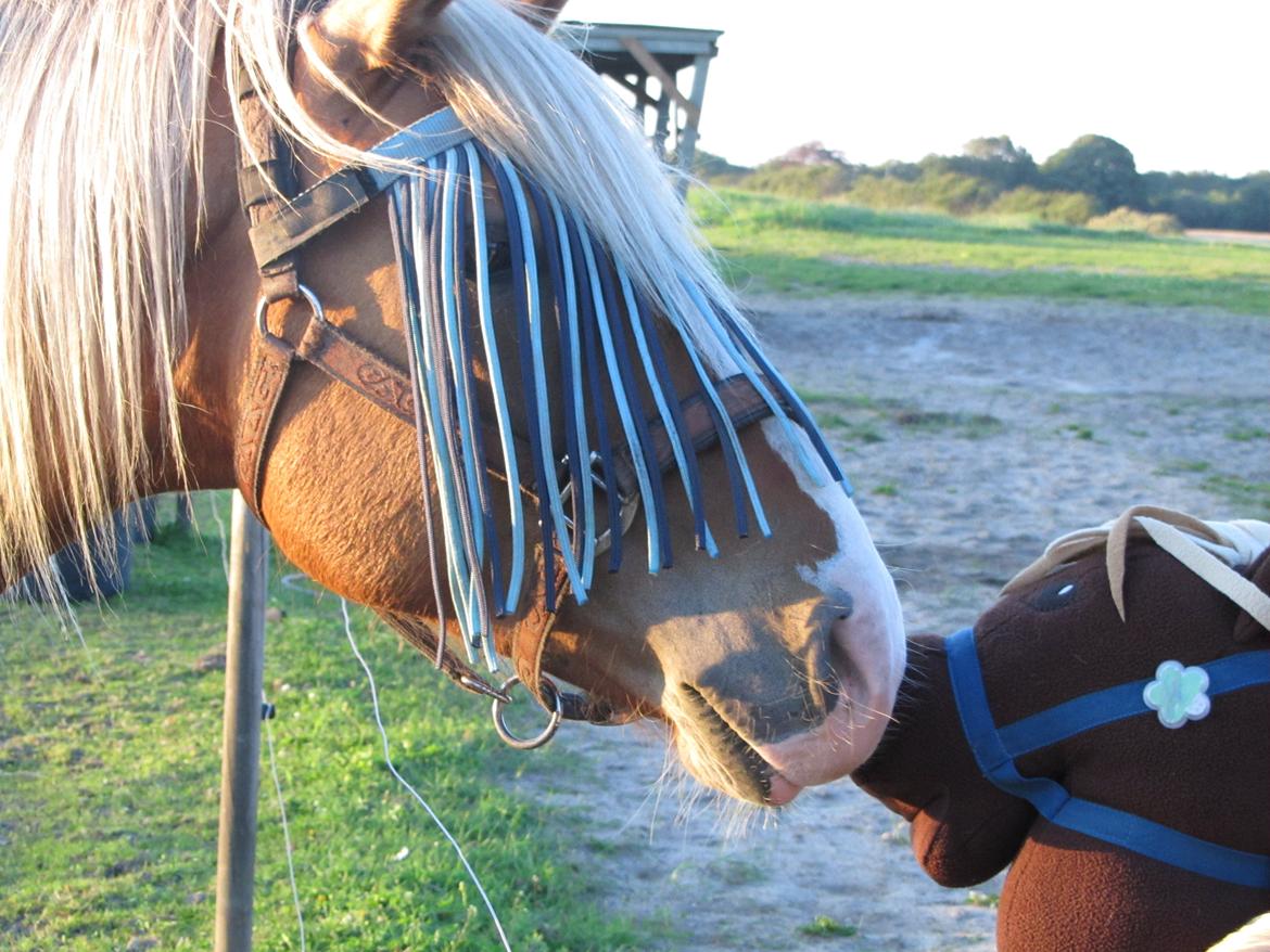 Haflinger Adonis - Hilser nysgerrigt på pigernes kæphest;) billede 15