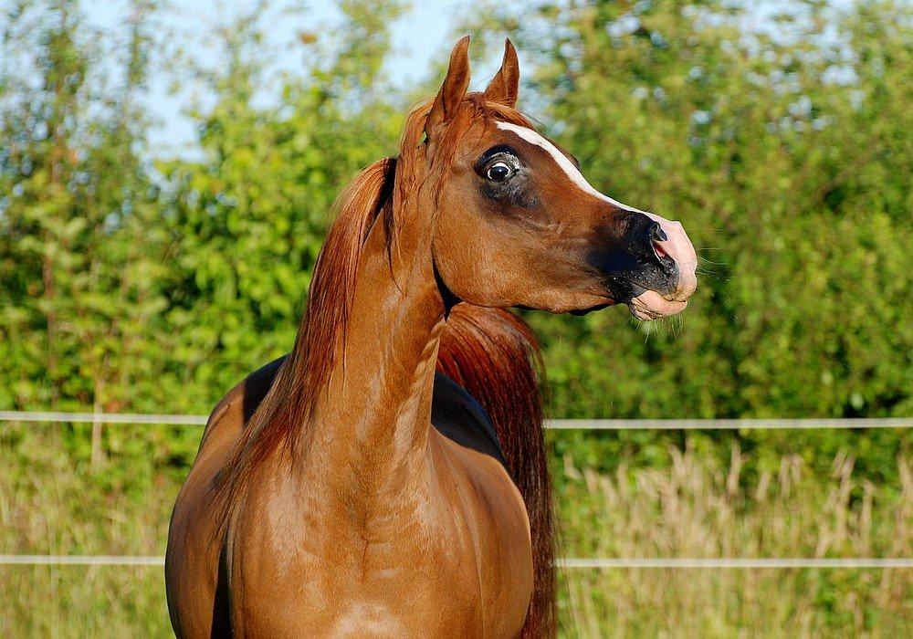 Arabisk fuldblod (OX) Itaya El Shaklan - D. 25/7-12 2½ år, så sød og smuk. billede 25