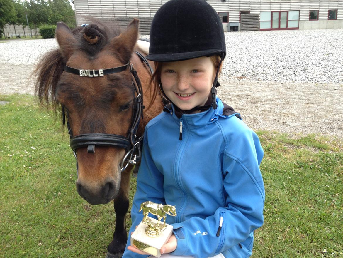 Shetlænder Bølle Bob - Mig og Bølle med travlicens billede 14