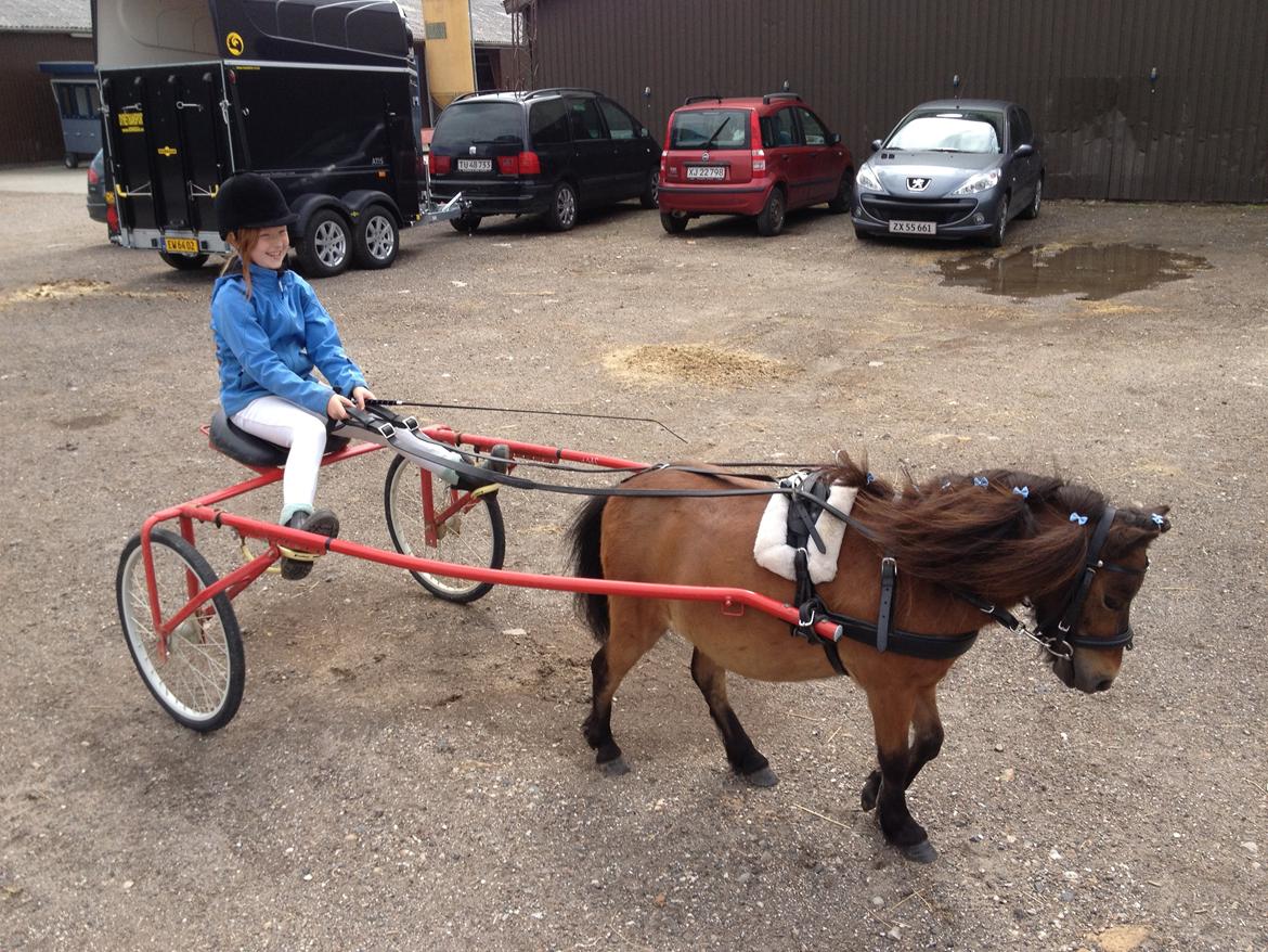 Shetlænder Bølle Bob - Bølle og jeg på vej til, at skaffe mig min travlicens. billede 13