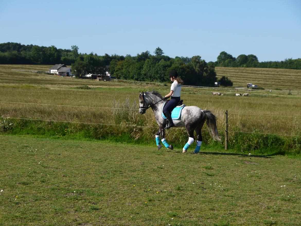 Anden særlig race Armani - B-pony - The world`s gonna know you name.....♥ billede 15