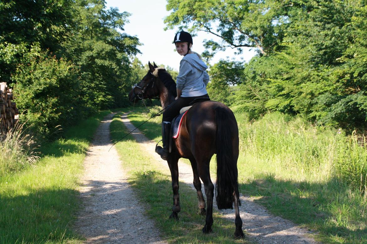 Tysk Sportspony Daalin - Dagen efter jeg fik hende. Min baby! billede 3