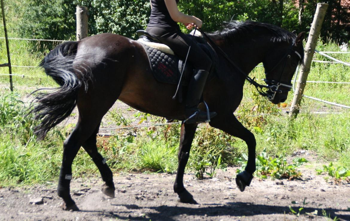 Tysk Sportspony Daalin billede 4