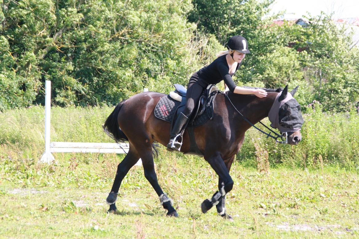 Tysk Sportspony Daalin billede 5