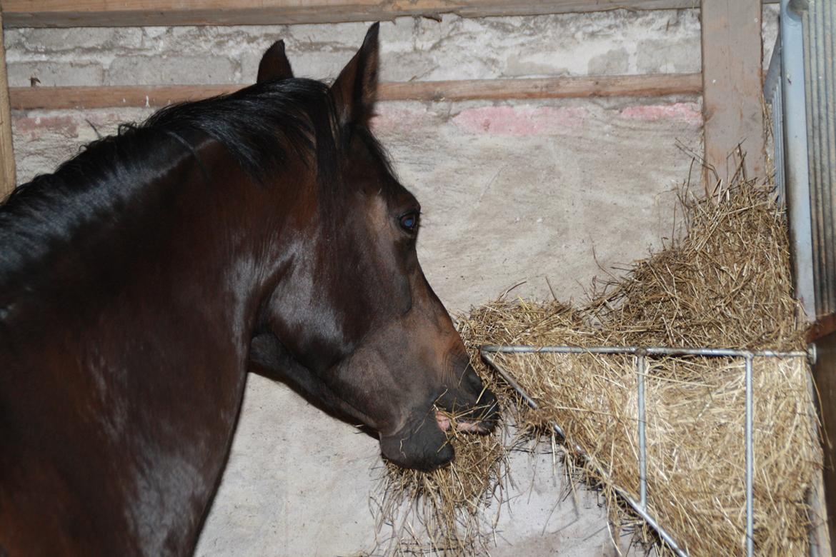 Tysk Sportspony Daalin billede 7