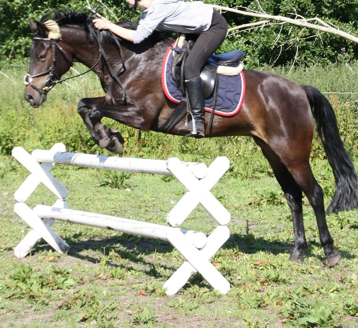 Tysk Sportspony Daalin billede 8