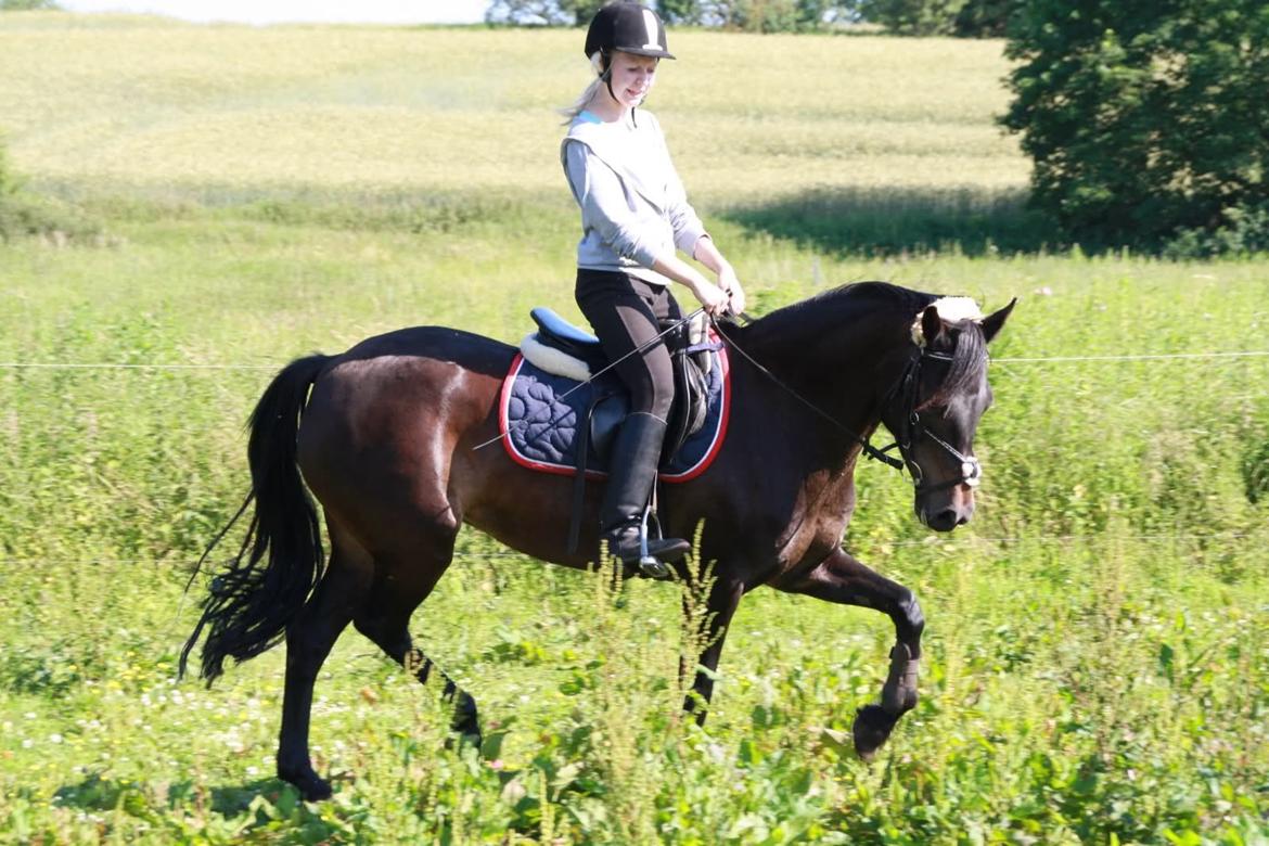 Tysk Sportspony Daalin billede 9