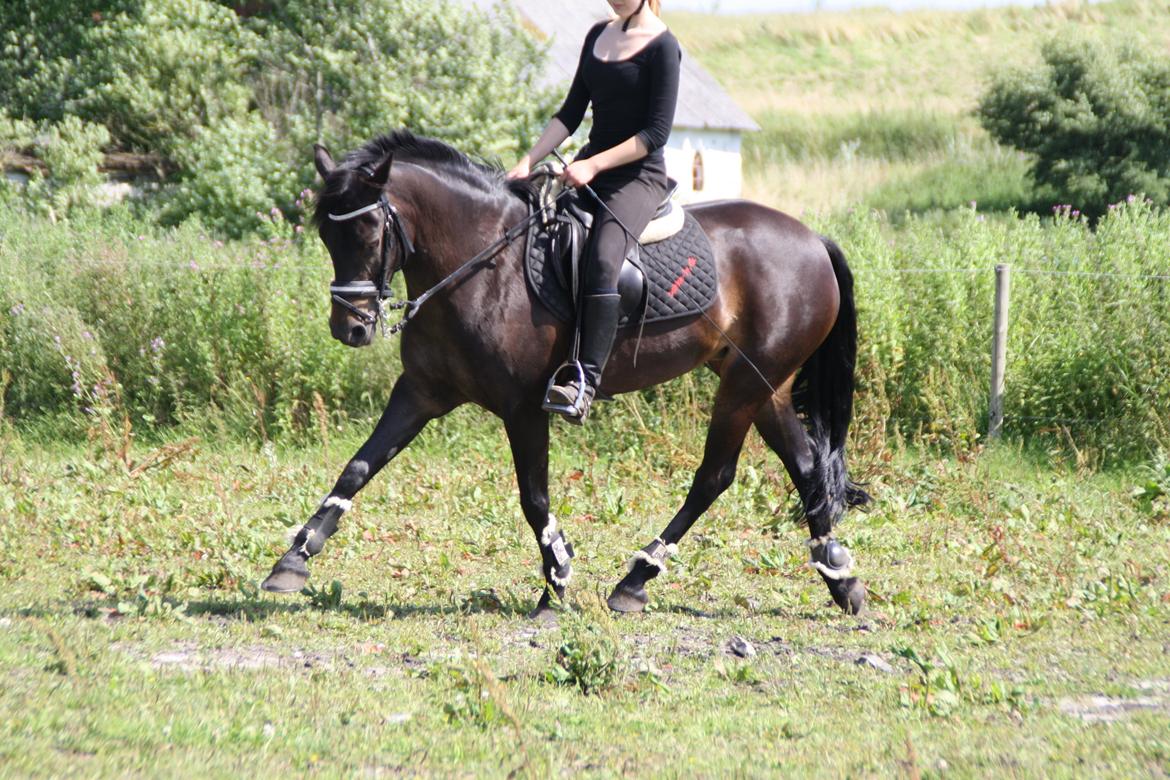 Tysk Sportspony Daalin billede 11