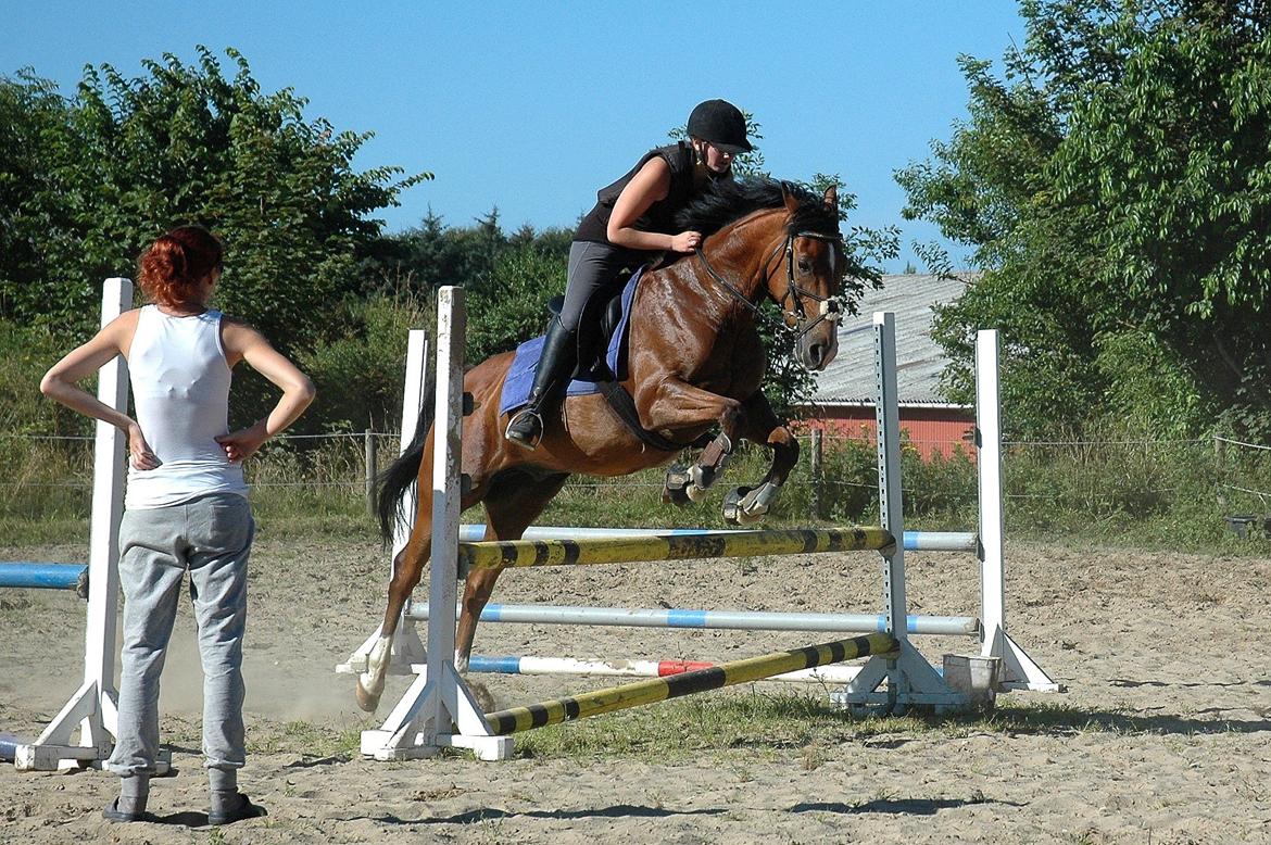 Anden særlig race freeman (fimse/gustav) billede 17
