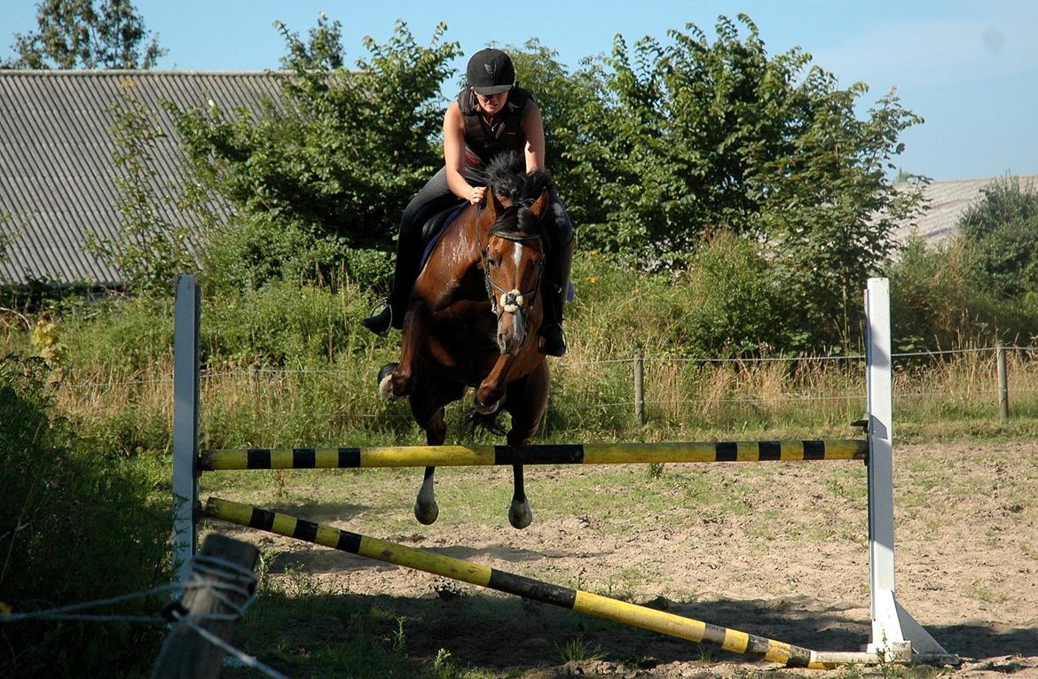 Anden særlig race freeman (fimse/gustav) - springer 110 Elsker den hest!! billede 18