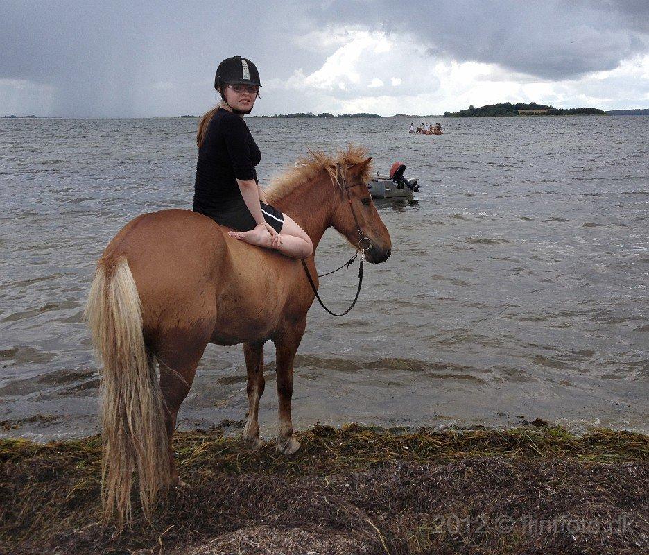 Islænder Kyndill fra Þóreyjarnúpi *SOULMATE* - Ude og bade med Kyndill:) Det var sindsyg koldt!:D  billede 17