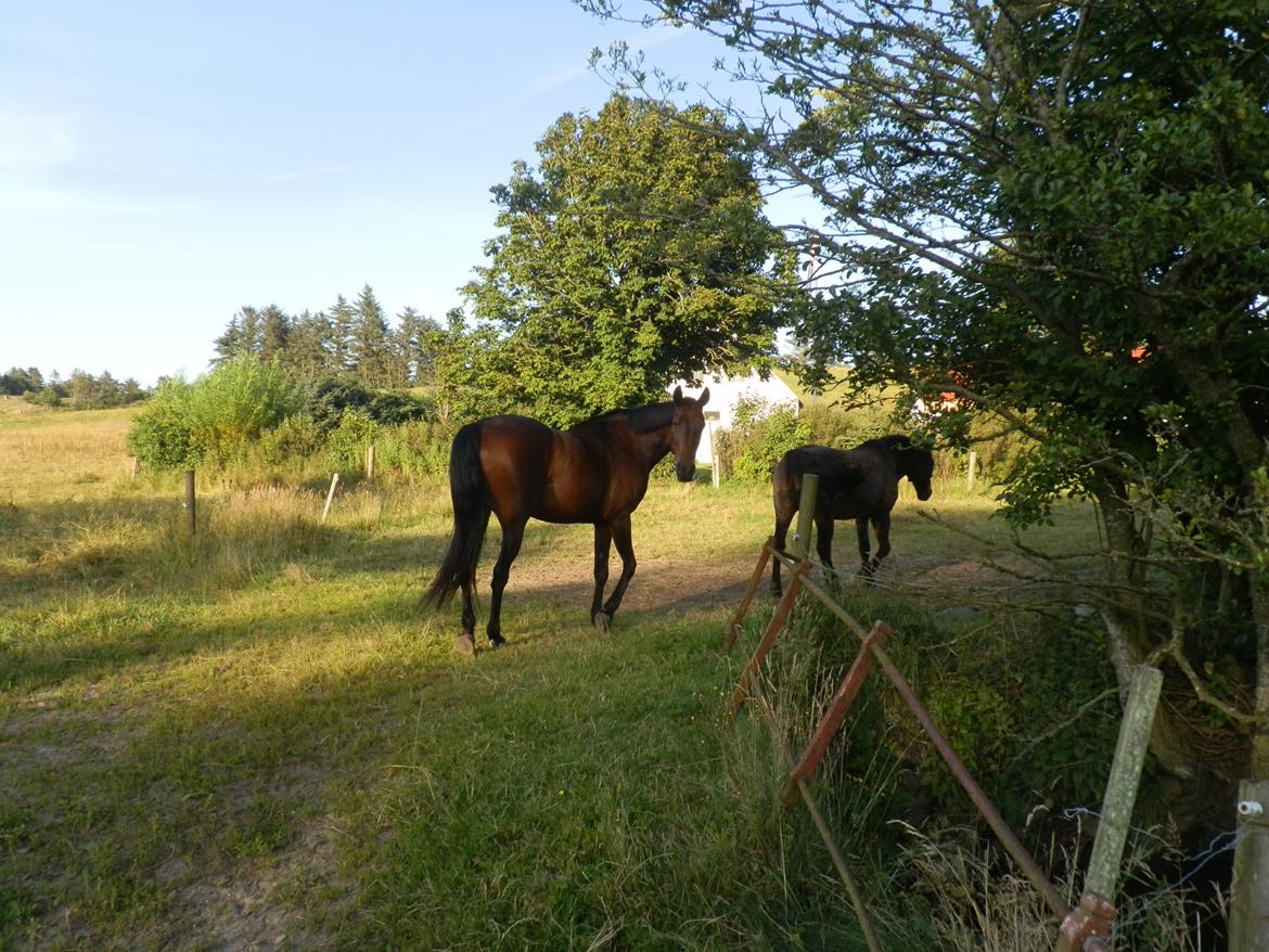 Anden særlig race Bohemo,  DV blanding - Dejligt.... sommergræs:-) billede 1