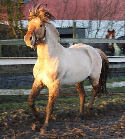 Anden særlig race Lukas billede 12