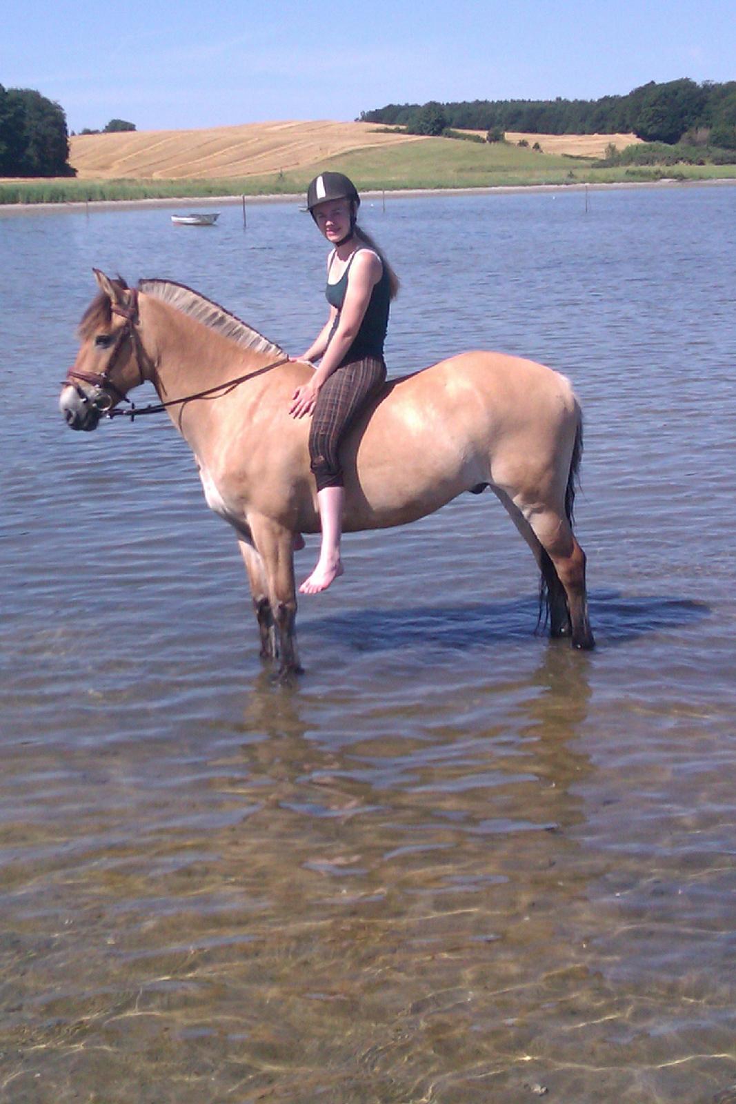 Anden særlig race HEDELYS VICTOR - Fantastisk strandtur! Fantastiske Bolle :)<3 billede 19