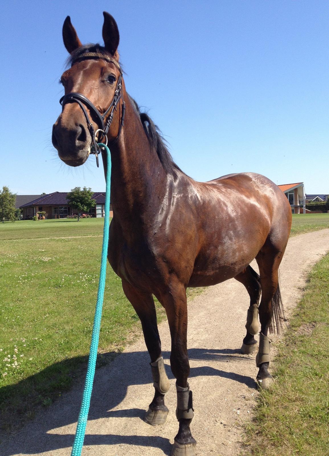 Dansk Varmblod Monique (Mini) - Smuk det er hun da billede 7