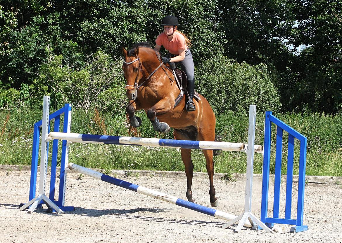 Dansk Varmblod Lillemarkens Cicato - 1.10 cm.  billede 8