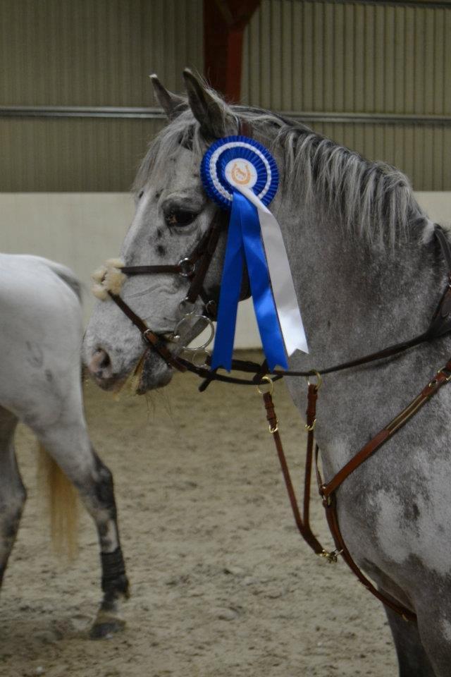 Appaloosa MR. APPELBEY **B-pony** (Søsters pony) billede 11