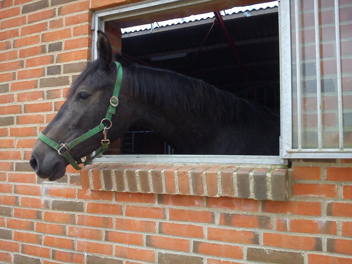 Holstener QUINTA BS  billede 7